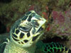 schildpad